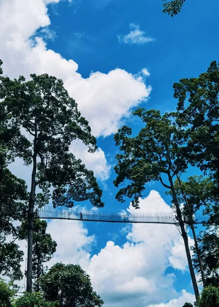 Χαμηλή Γωνία Των Δέντρων Καλοκαίρι Συννεφιασμένο Ουρανό Στο Παρασκήνιο — Φωτογραφία Αρχείου