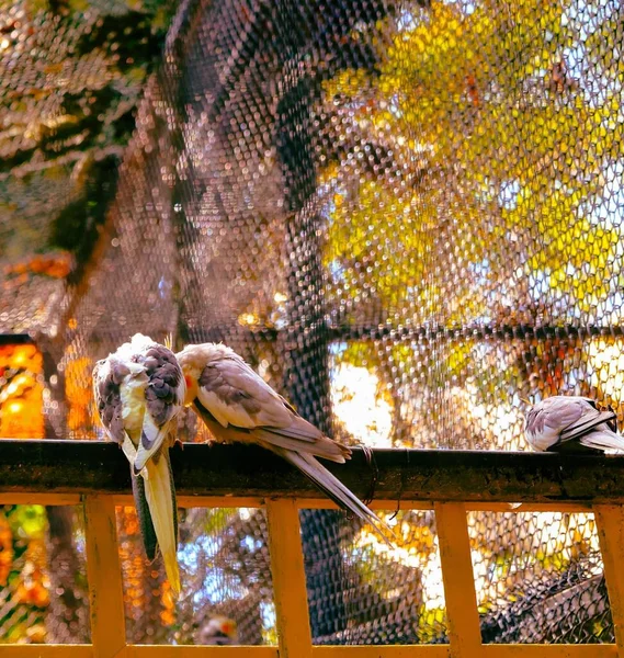 Dois Pássaros Cockatiel Weiro Empoleirado Uma Cerca Estreita Proximidade — Fotografia de Stock