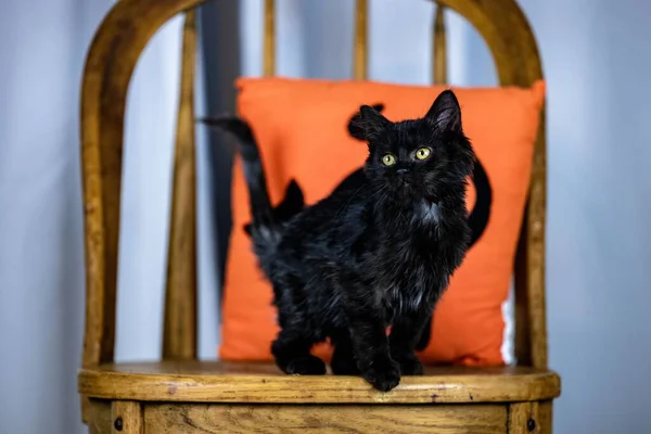 고양이 실루엣 오렌지 고양이 — 스톡 사진