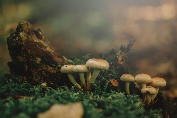 Primo Piano Piccoli Funghi Selvatici Che Crescono Sul Terreno Circondati — Foto Stock