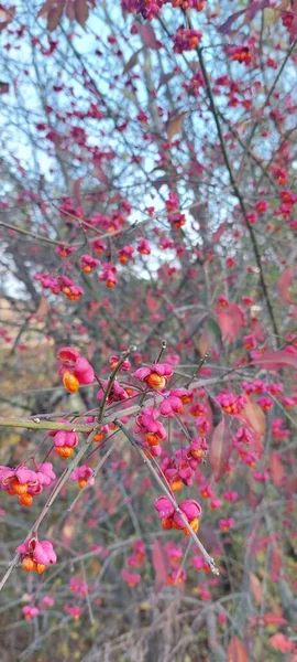 Vacker Gren Ett Spindelträd Med Små Blommor Skog — Stockfoto