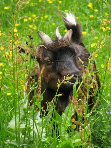 Vertical Shot American Pygmy Goat Found Sitting Grass Wild — Stock Photo, Image