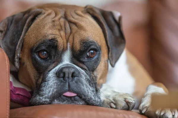 Closeup Shot Brown Boxer Dog Lying Relaxing — Stock Photo, Image