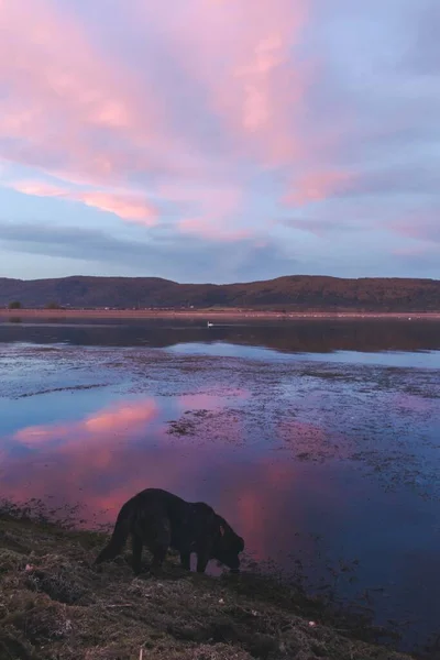 Pionowe Ujęcie Psa Brzegu Jeziora Valcelele Hrabstwie Arges Rumunia Różowym — Zdjęcie stockowe