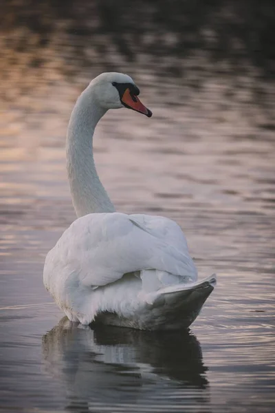 Swan Enjoying Water Sunset Vertical Shot — Stock Photo, Image