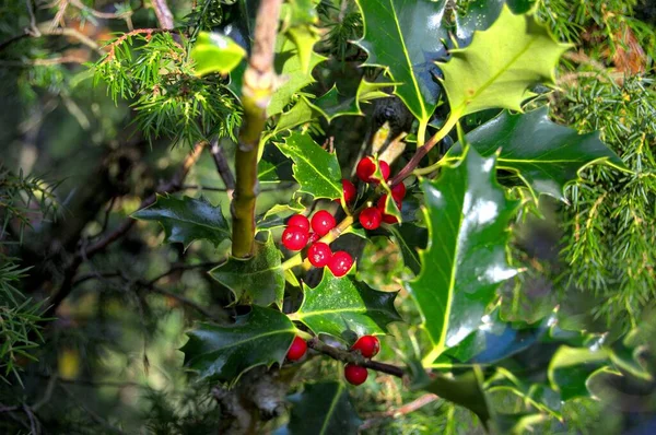 Eine Nahaufnahme Einer Stechpalme Mit Roten Beeren Und Grünen Stacheligen — Stockfoto