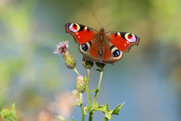 Селективный Фокус Красочной Павлинной Бабочки Аглаис Джо Запечатлен Стоящим Цветущем — стоковое фото