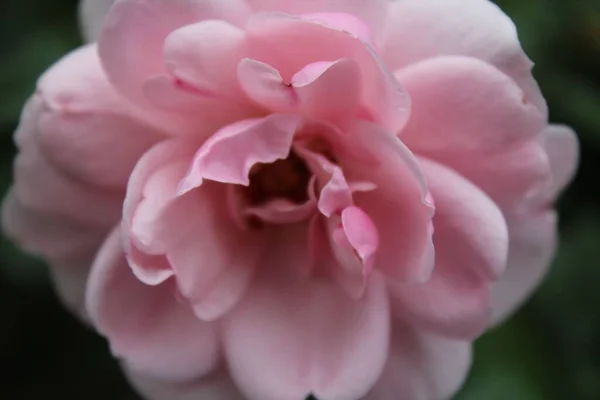 Zbliżenie Różowej Róży Niewyraźne Tło — Zdjęcie stockowe