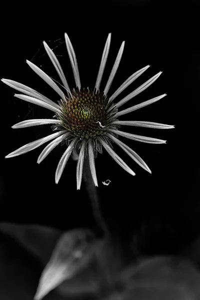 柔らかいぼやけた背景に淡い花のクローズアップショット — ストック写真