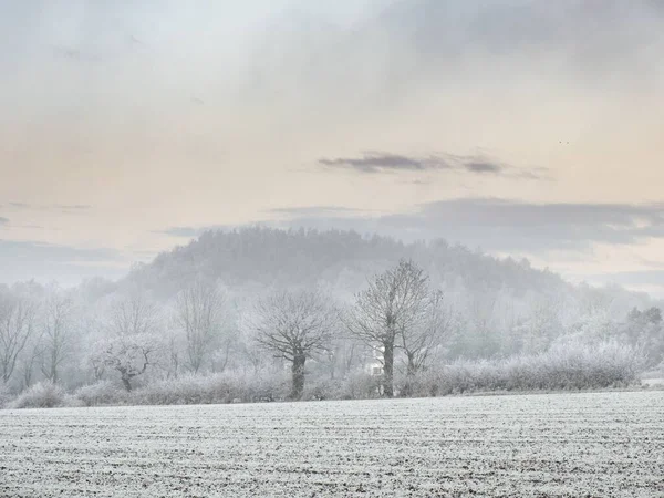 Ein Feld Mit Blattlosen Bäumen Und Einem Schneebedeckten Hügel — Stockfoto