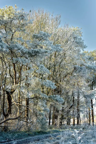Kış Sonbaharı Sahnesi Wiltshire Ngiltere Kış Ağaçlarının Arasında Buzla Kaplı — Stok fotoğraf