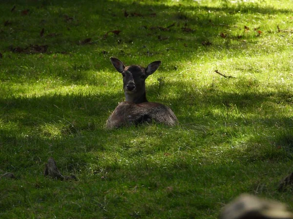 緑の芝生の上に日陰に横たわっている愛らしい鹿 — ストック写真