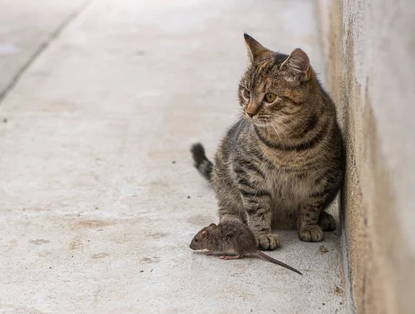 Eine Entkleidete Graue Katze Mit Einer Maus Daneben Freundschaftskonzept — Stockfoto