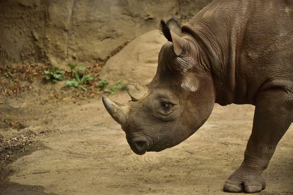 Gros Plan Rhinocéros Gris Promenant Dans Une Forêt — Photo