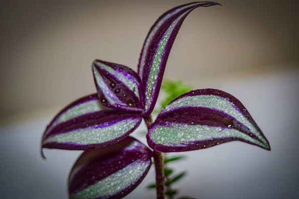 A closeup shot of a purple flower covered with water drops