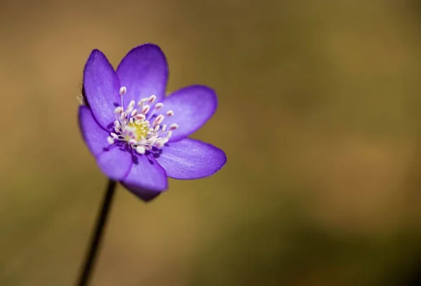 A closeup of the purple, gentle Liver flower illuminated by sun rays on a blurry background