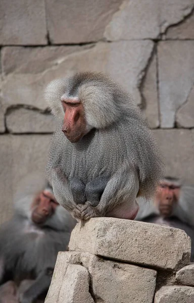 Baboon Sitting Top Stocked Bricks Blurred Baboons Wall Background — Stock Photo, Image