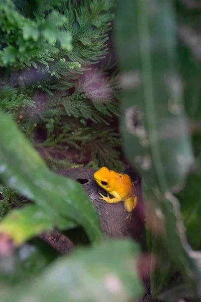Вертикальний Знімок Жовтої Листяної Скелелазної Жаби Оточеної Зеленим Листям — стокове фото