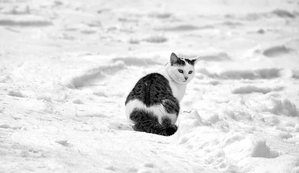 Simpatico Morbido Gattino Grigio Bianco Seduto Nella Neve Guardando Indietro — Foto Stock