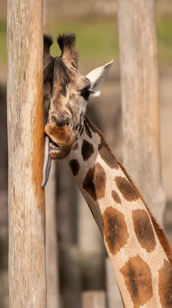 一只有趣的长颈鹿在动物园里舔木柱 — 图库照片