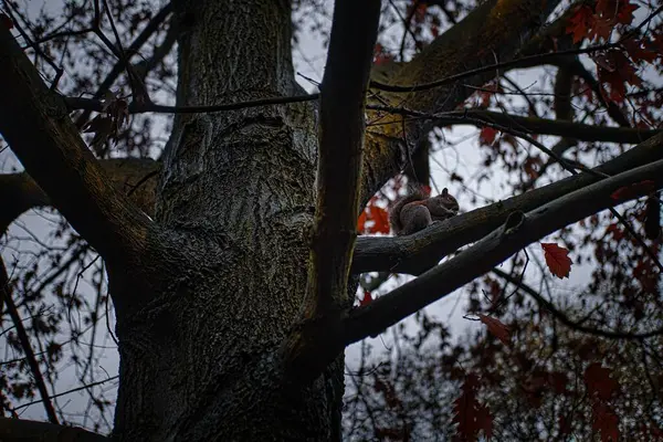 Uma Vista Perto Esquilo Galho Árvore Grossa — Fotografia de Stock