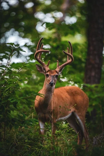 森林中一头鹿的垂直镜头 — 图库照片