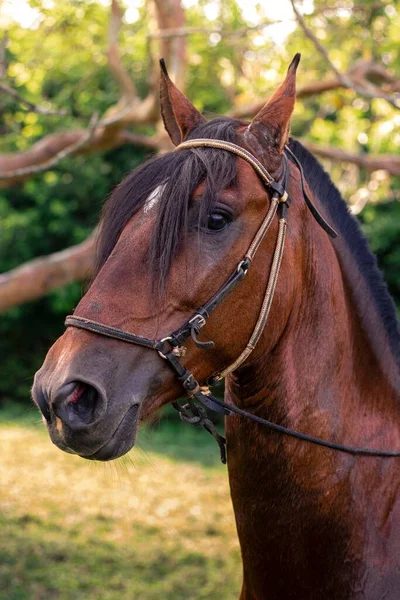Een Verticaal Schot Van Een Bruin Paard Een Park Tegen — Stockfoto