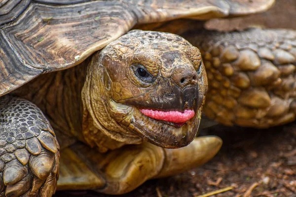 美しい質感の爬虫類の皮膚とその舌を持つガラパゴスの巨大な亀のクローズアップショット — ストック写真