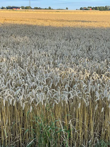 Бесконечное Спелое Пшеничное Поле Солнечным Светом Фоне Деревьев Домов — стоковое фото
