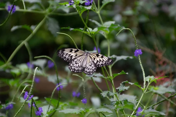 Horizontální Selektivní Snímek Motýla Zelených Rostlinách Fialovými Květy — Stock fotografie