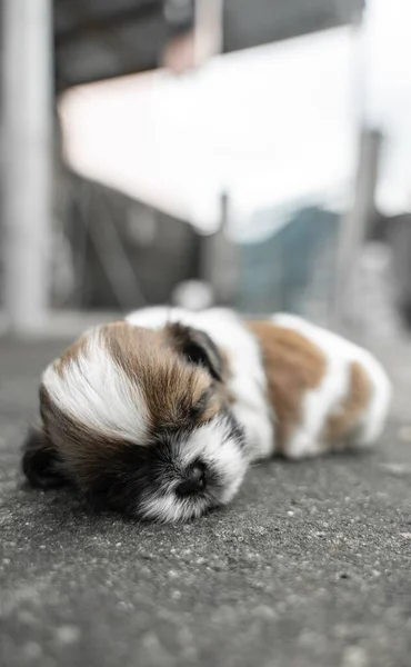 Primer Plano Adorable Cachorro Shih Tzu Durmiendo Suelo —  Fotos de Stock