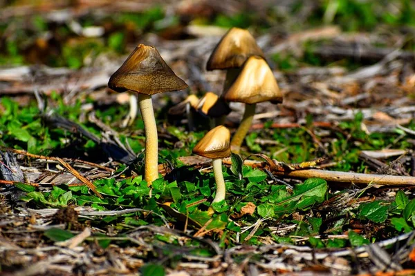Cogumelos Parque Florestal Valdebebas — Fotografia de Stock
