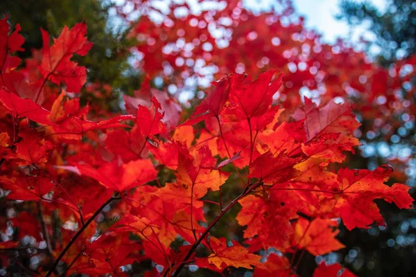 Zbliżenie Ujęcie Czerwonych Liści Odnalezionych Dorastających Gałęzi Drzewa Podczas Jesieni — Zdjęcie stockowe