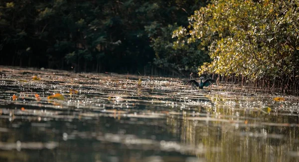 Puna Ibis Lago Primavera — Fotografia de Stock