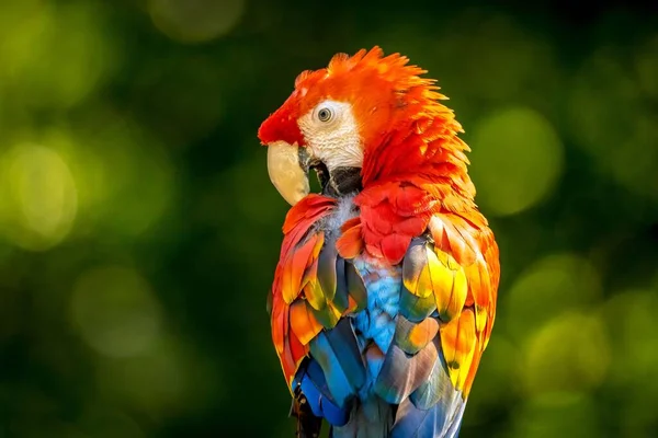 Close Uma Arara Escarlate Papagaio Colorido Capturado Contra Fundo Borrado — Fotografia de Stock