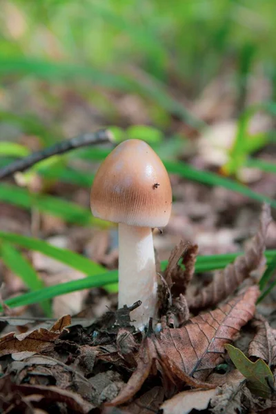 Champignon Comestible Amanita Crocea Poussant Dans Les Feuilles Forêt — Photo
