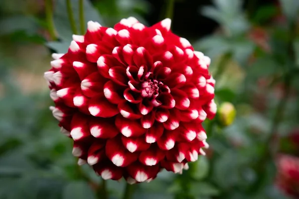 庭に咲くボールダリア バーガンディの花のクローズアップ — ストック写真