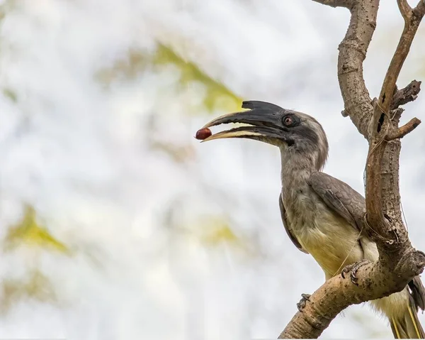 木の枝に突き出た口の中に食べ物を持つ灰色のホーンビルの浅い焦点 — ストック写真