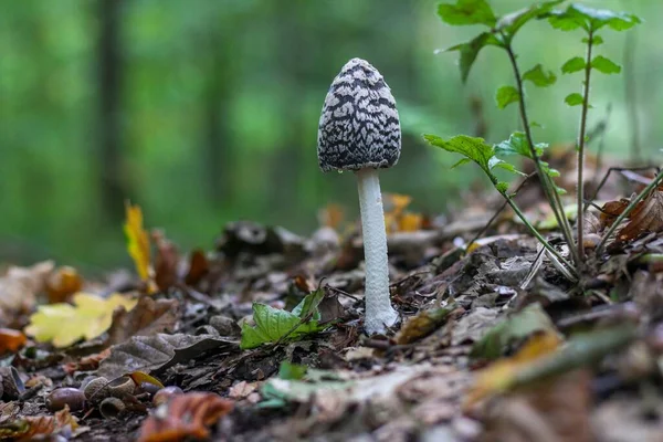 孤立した背景で森の中で成長しているカササギのインクキャップ真菌のクローズアップショット — ストック写真