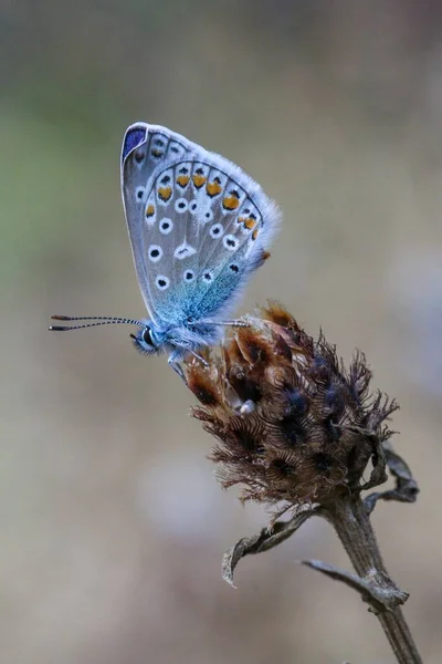 Macro Shot Common Blue Butterfly Plant — Stock Photo, Image