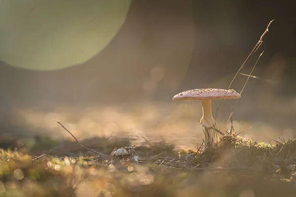 Closeup Mushroom Grass Sunlight — Stock Photo, Image