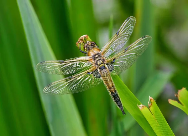 Close Shot Four Spotted Chaser Grass — Stock Photo, Image