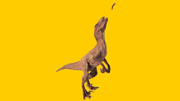 랍토르 공룡을 것으로 배경에서 고립된 먹이를 — 스톡 사진