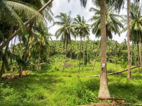 Una Pintoresca Selva Tropical Tailandia Con Grandes Árboles Isla Koh —  Fotos de Stock