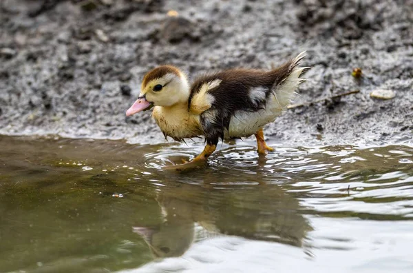 Çamurlu Ördek Yavrusunun Yakın Çekimi — Stok fotoğraf