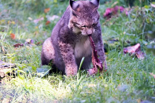 一只山猫正在吃它的猎物 — 图库照片