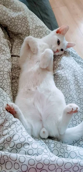 Seltsames Weißes Khao Mähnen Kätzchen Katze Mit Heterochrom — Stockfoto
