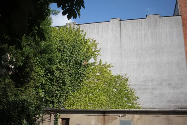 Ένας Τοίχος Κτιρίου Ένα Δέντρο Που Αναπτύσσεται Κατά Μήκος Του — Φωτογραφία Αρχείου