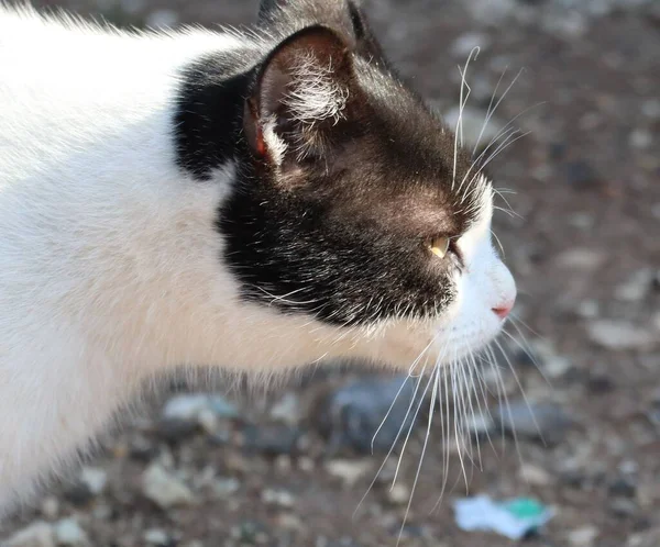 Closeup Profile Angry Cat — Stock Photo, Image