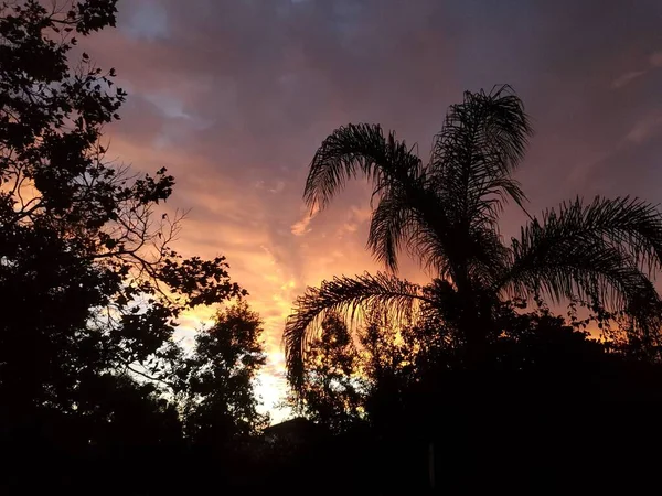 Krásný Výhled Siluety Palem Vegetace Při Západu Slunce Krásnou Oblohou — Stock fotografie
